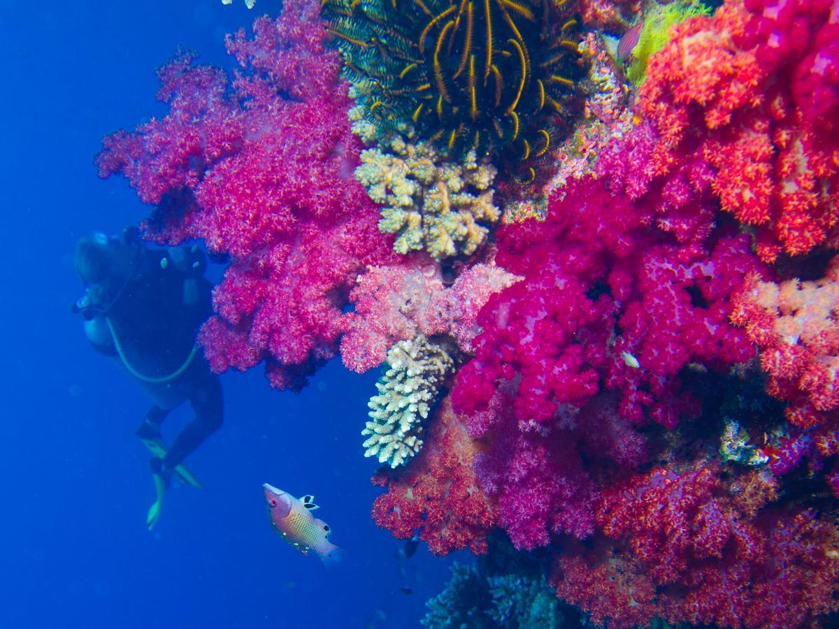 Taveuni Palms Resort Ματέι Εξωτερικό φωτογραφία